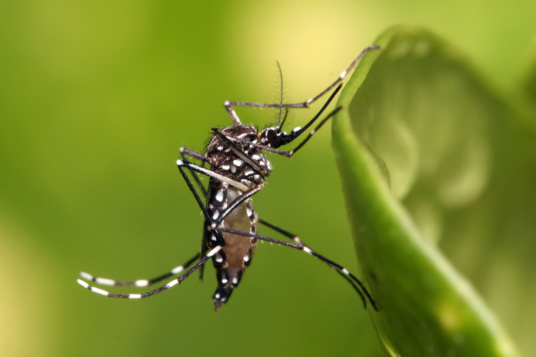 Chikungunya aedes aegypti