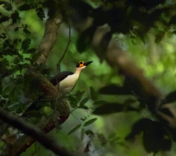 Site 1746 0001 1000 667 20250616142139 360x320