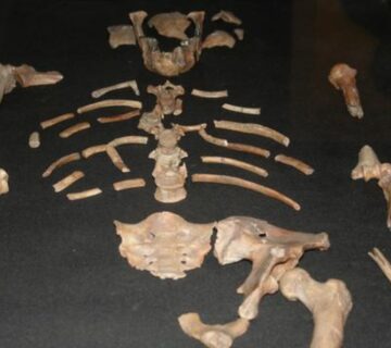 Sans titre 198 360x320