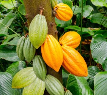 Shutterstock 1049622845 360x320