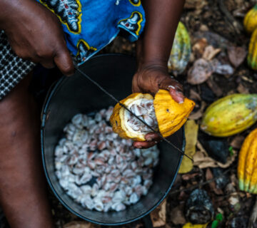 Saotomecocoa 3 360x320