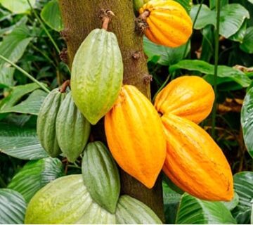 61675 2214333452379838115 n 360x320