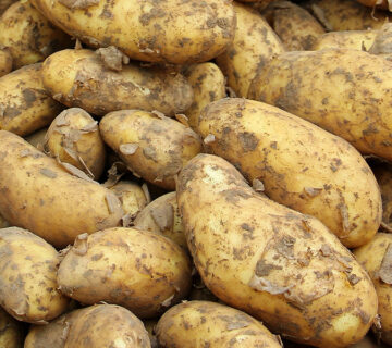Pommes de terre 145521 360x320
