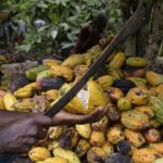 Cacao : le Ghana et la Côte d’Ivoire veulent renforcer leur alliance pour peser davantage sur les prix mondiaux 