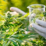 Ghana : huit entreprises candidates à la production de cannabis industriel sous contrôle de l’État 