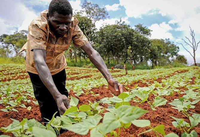 Nigéria : la Banque de l’Industrie injecte plus de 164 milliards de nairas pour accélérer la transformation agroalimentaire 