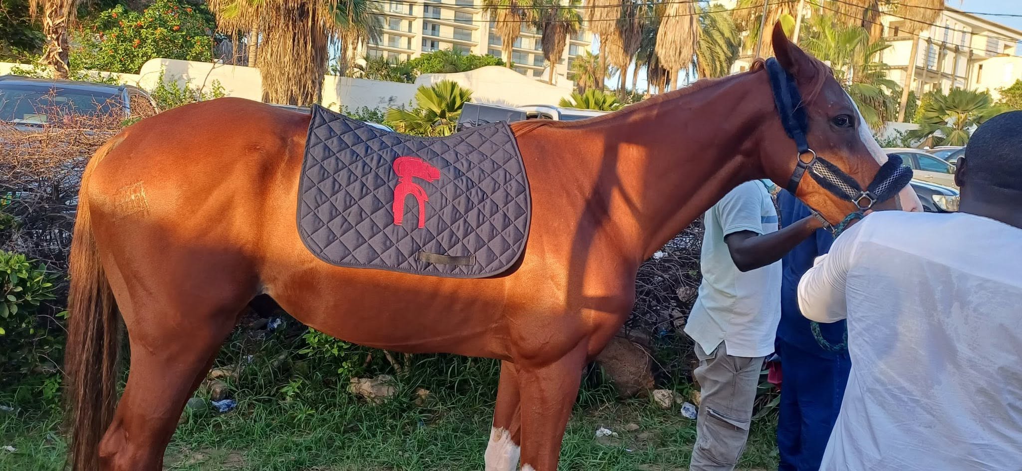 Giunée Chevel offet par M. Elhadji Demba WAGNE