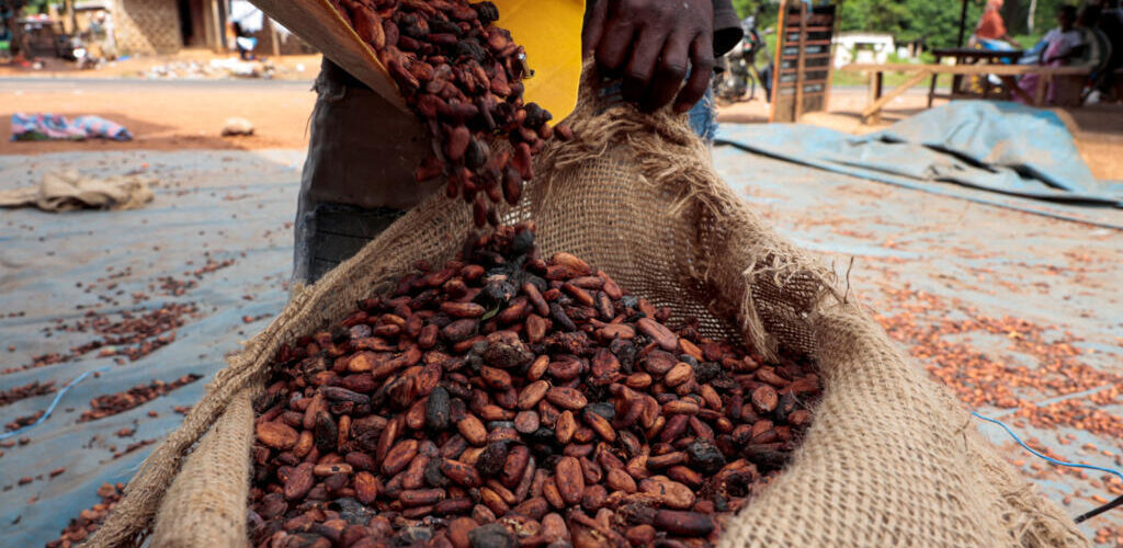 Cacao ivoirien : les raisons du prix de 1200 FCFA/Kg 