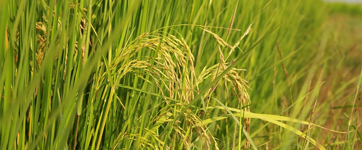 Agriculture : la Côte d’Ivoire prépare une assurance pour protéger les récoltes de riz face aux aléas climatiques 