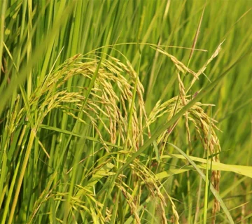 Banniere plant riz optimized 360x320