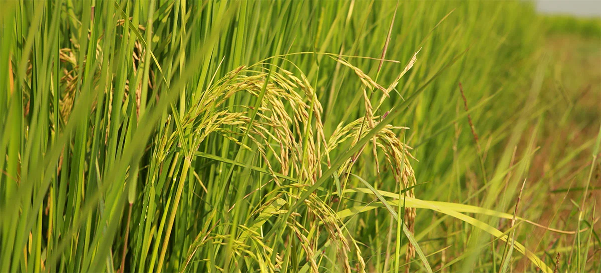 Banniere plant riz optimized