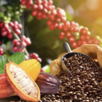 Côte d’Ivoire : le cacao fixé à 1 200 FCFA et le café à 1 300 FCFA pour la campagne 2026 2027 