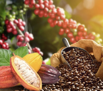 Cafe cacao 360x320