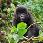 Ouganda : autour de Bwindi, les communautés locales mobilisées pour préserver les gorilles des montagnes 