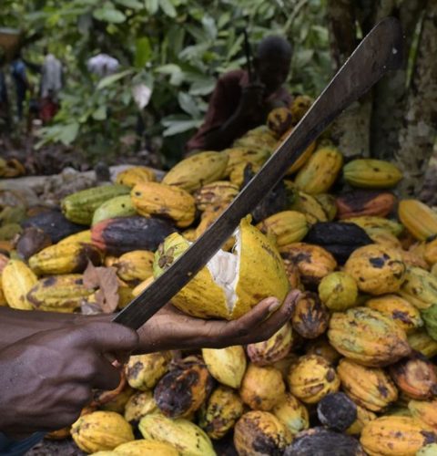 A Ivorian cocoa farmer break cocoa pods with a hooked knife in a cocoa plantation near Sinfra in the Central region in Ivory Coast on  October 12, 2019. - The purchase price of cocoa to the farmers of Ivory Coast, the world's largest producer, was set at 825 CFA francs (1.25 euros) per kilogram, at the opening on Tuesday of the cocoa year 2019-2020, ie up 10%, announced the Coffee Cocoa Council (CCC). (Photo by ISSOUF SANOGO / AFP)