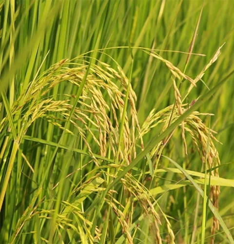 banniere-plant-riz-optimized