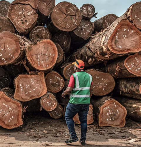 jad20230126-eco-gabon-bois-environnement-1256x628-1674746779