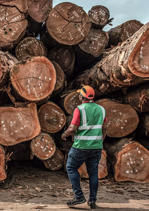 jad20230126-eco-gabon-bois-environnement-1256x628-1674746779